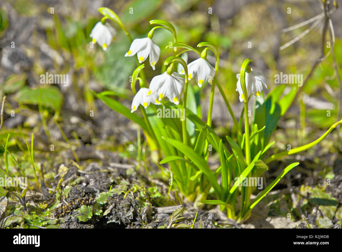 Spring snowflake, Leucojum vernum Stock Photo - Alamy