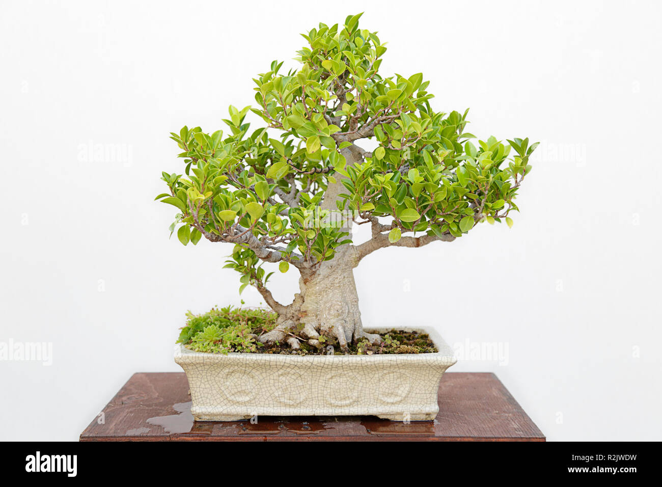Ficus retusa bonsai on a wooden table and white background Stock Photo