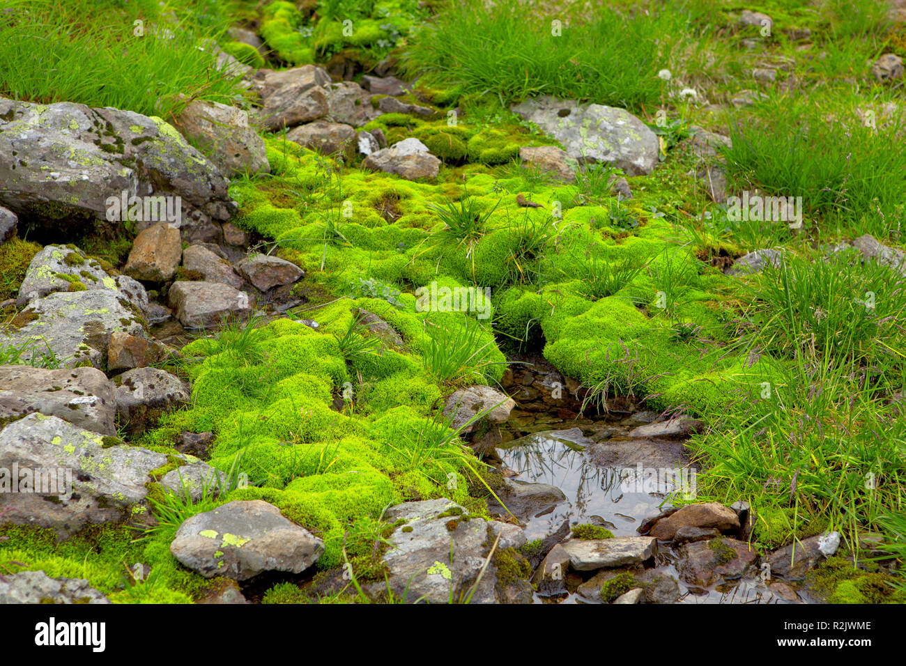 Pillow moss hi-res stock photography and images - Alamy