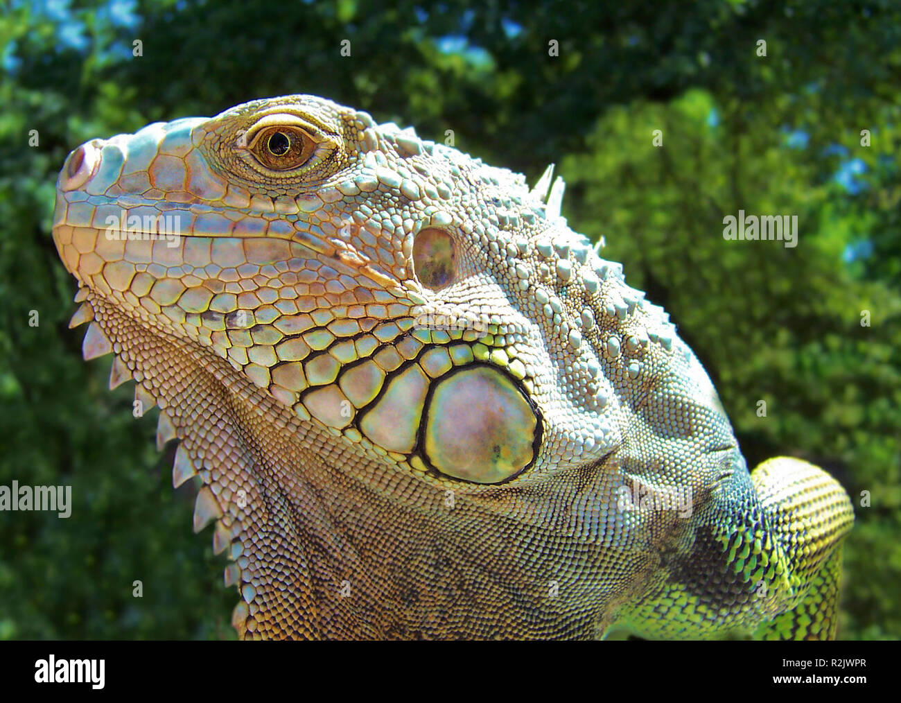 green iguana Stock Photo