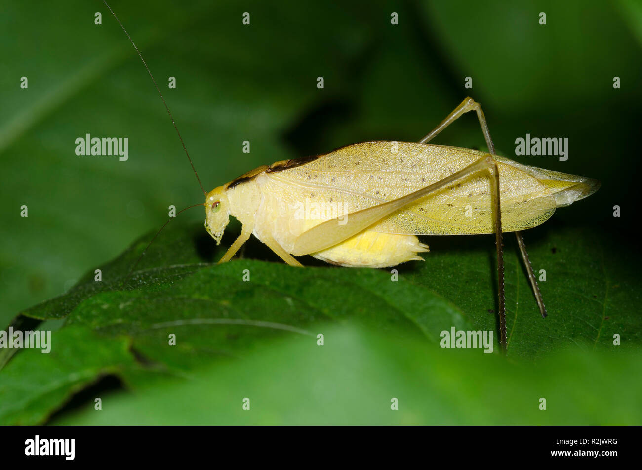 Round-headed Katydid, Amblycorypha sp., male Stock Photo - Alamy