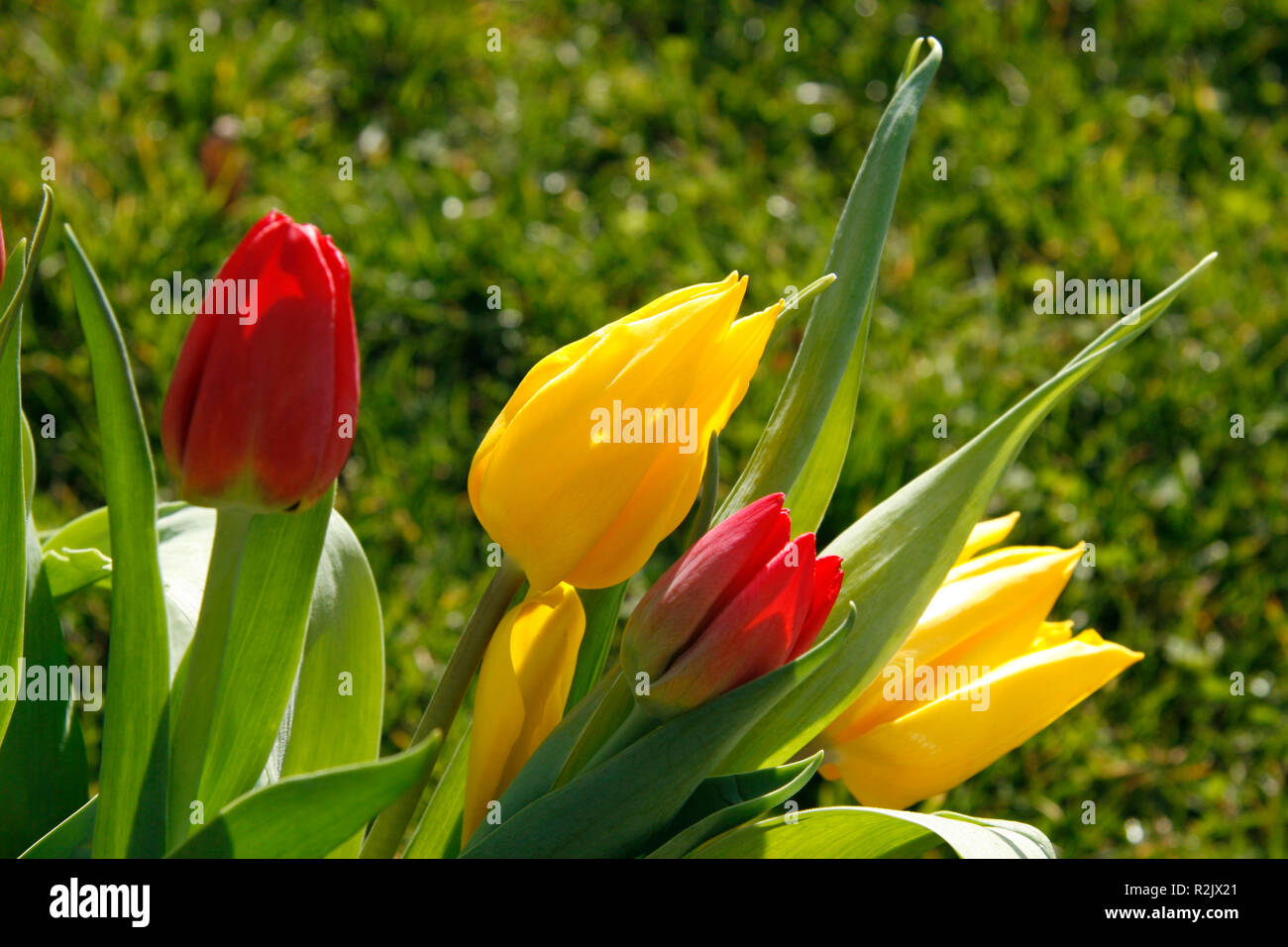 Colorful tulips in nature hi-res stock photography and images - Alamy