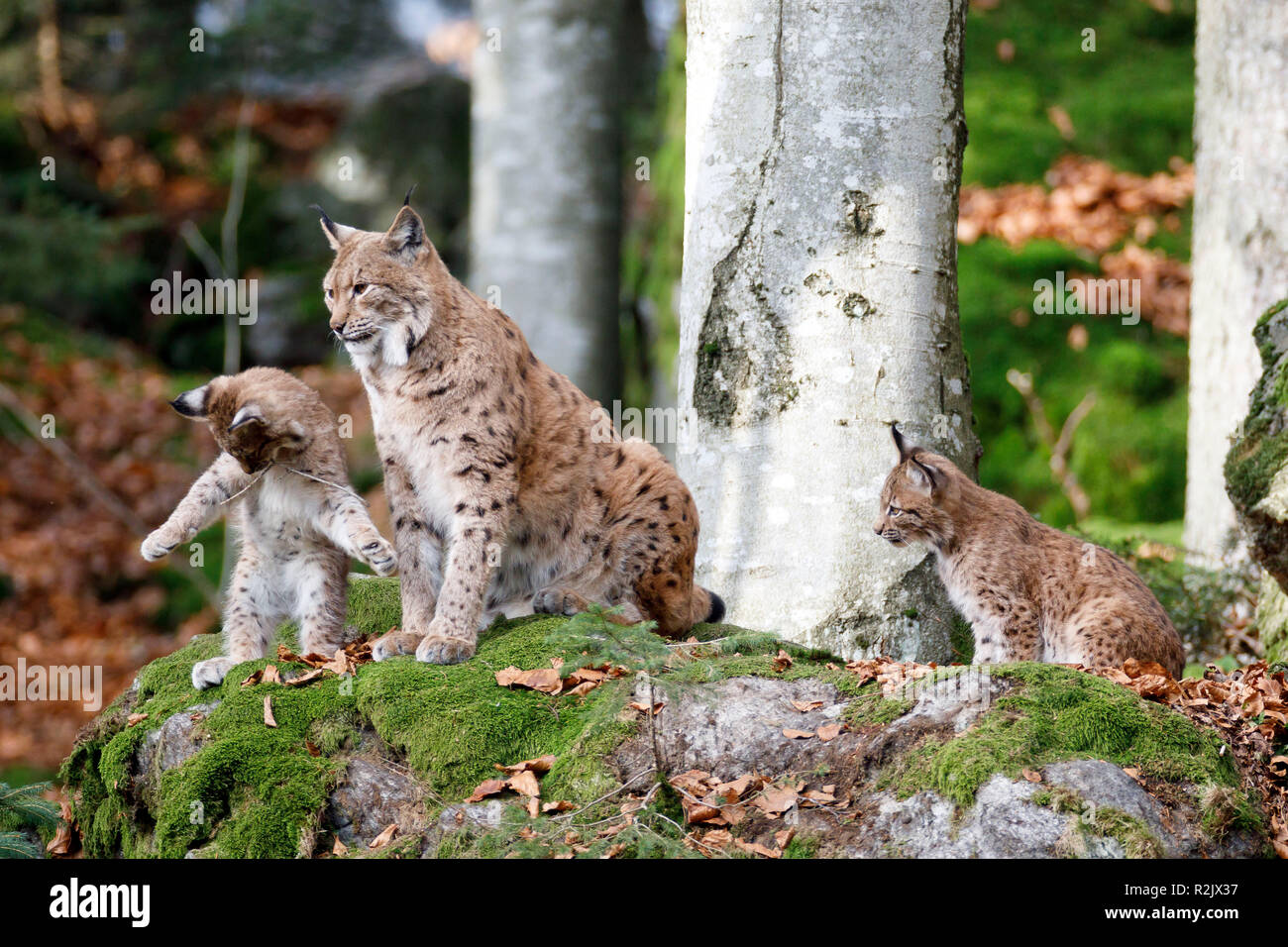 Lynx, Lynx lynx, European lynx, mother animal, young animals, captive, Germany Stock Photo