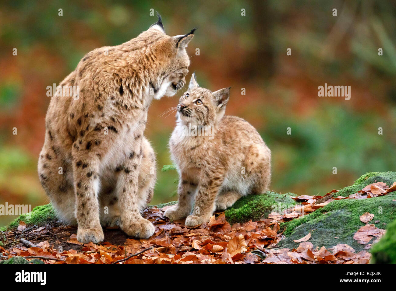 Lynx, Lynx lynx, European lynx, mother animal, young animal, captive, Germany Stock Photo