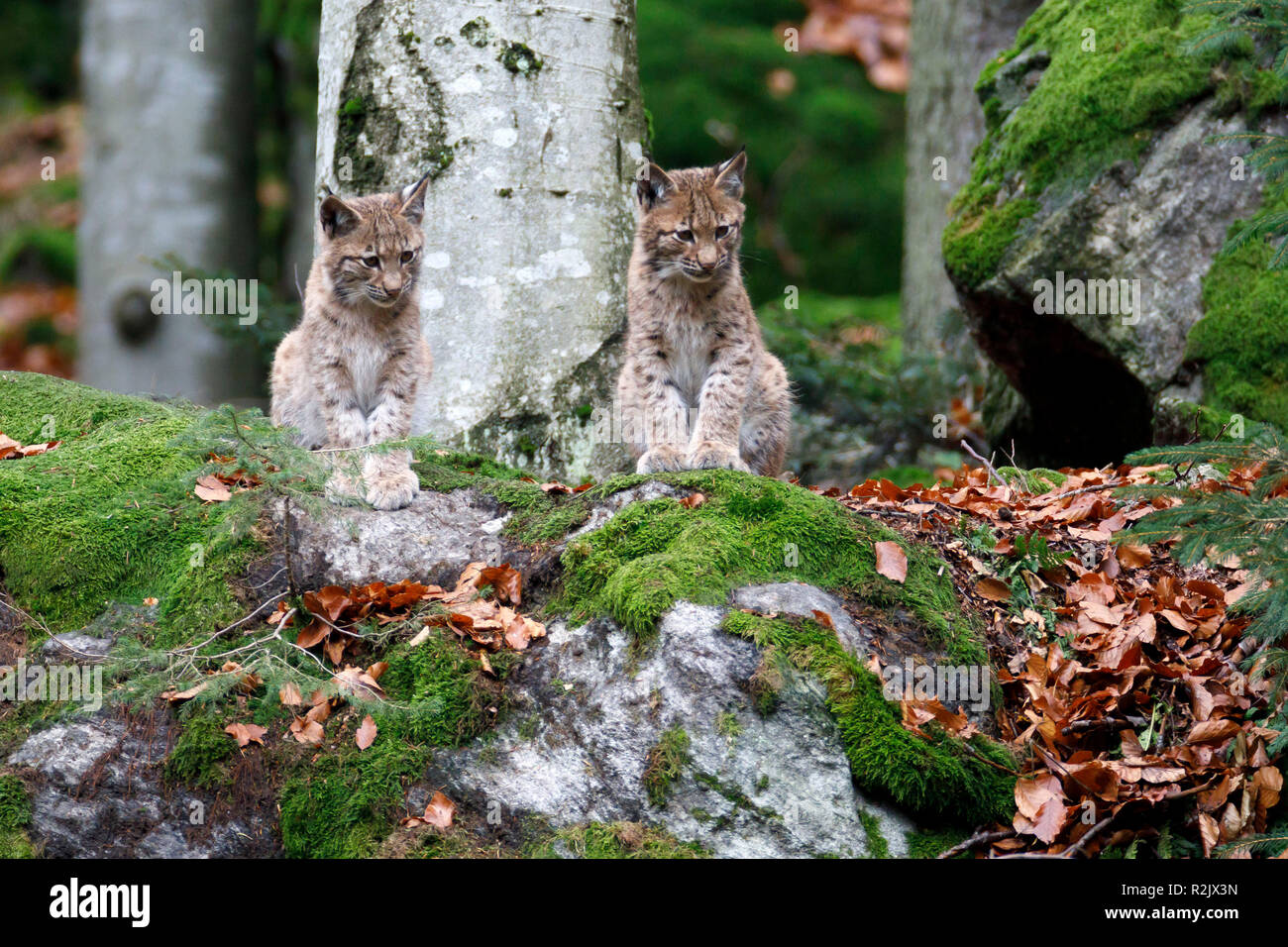 Lynx, Lynx lynx, European lynx, young animals, captive, Germany Stock Photo