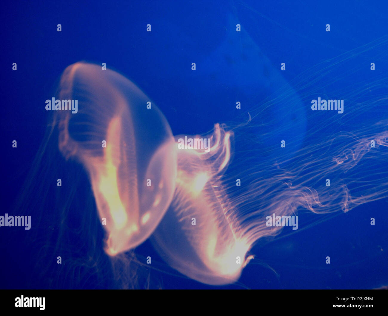 jellyfish dance Stock Photo
