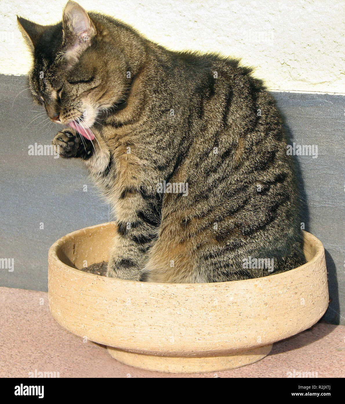 cat's lick Stock Photo