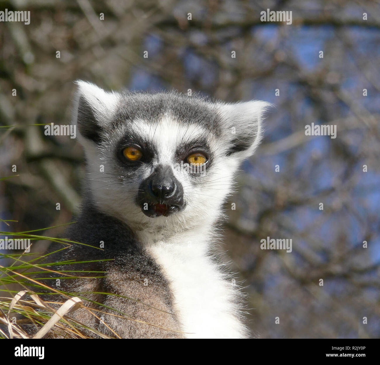 Cum porno video bilan qoplangan mushukni yalash