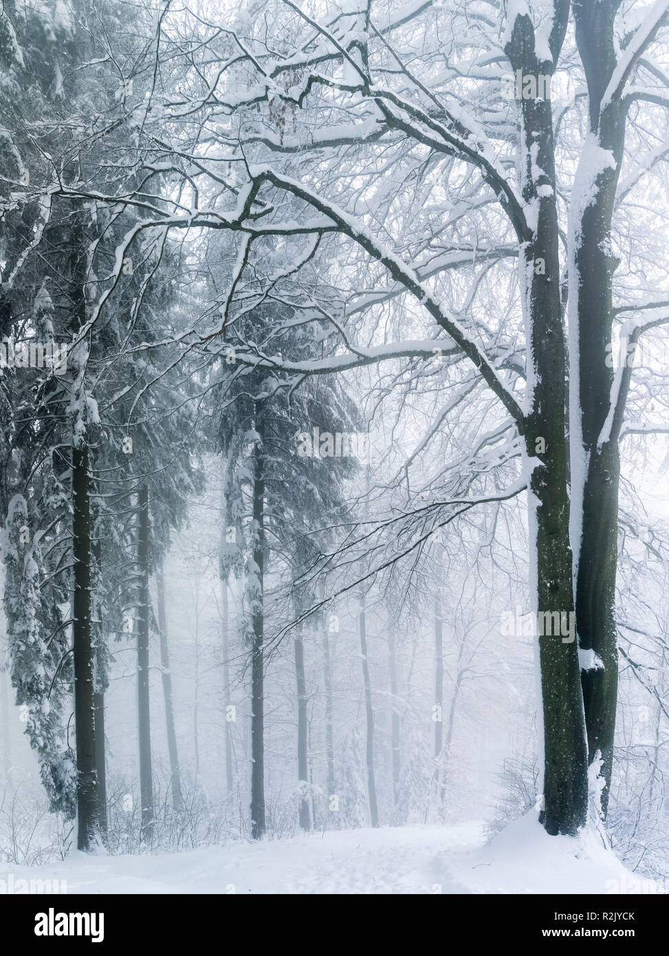 Misty mood in the winter forest Stock Photo - Alamy