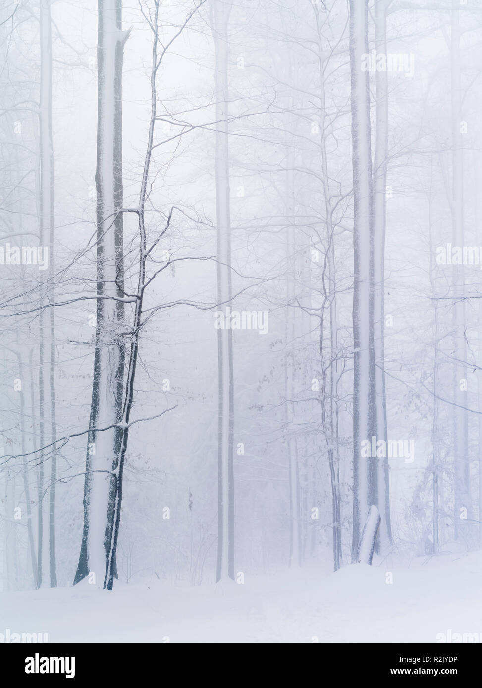 Misty mood in the winter forest Stock Photo - Alamy