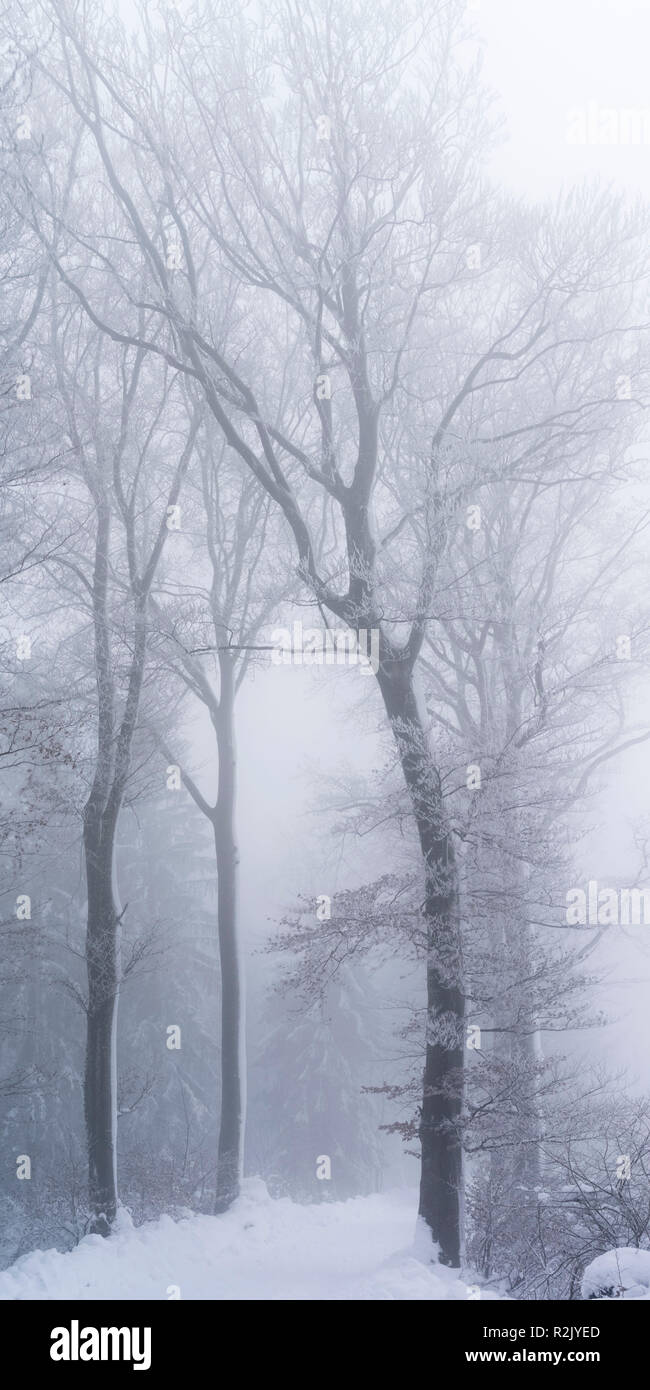 Misty mood in the winter forest Stock Photo - Alamy