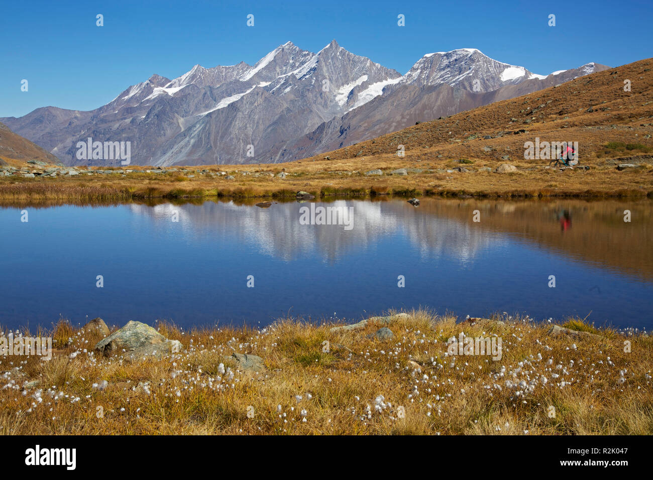 Flowering cotton grass at the Schwarzsee. View of the peaks of the Mischabel and Allalin groups. From left Nadelhorn, Dom, Taeschhorn and Alphubel. Stock Photo