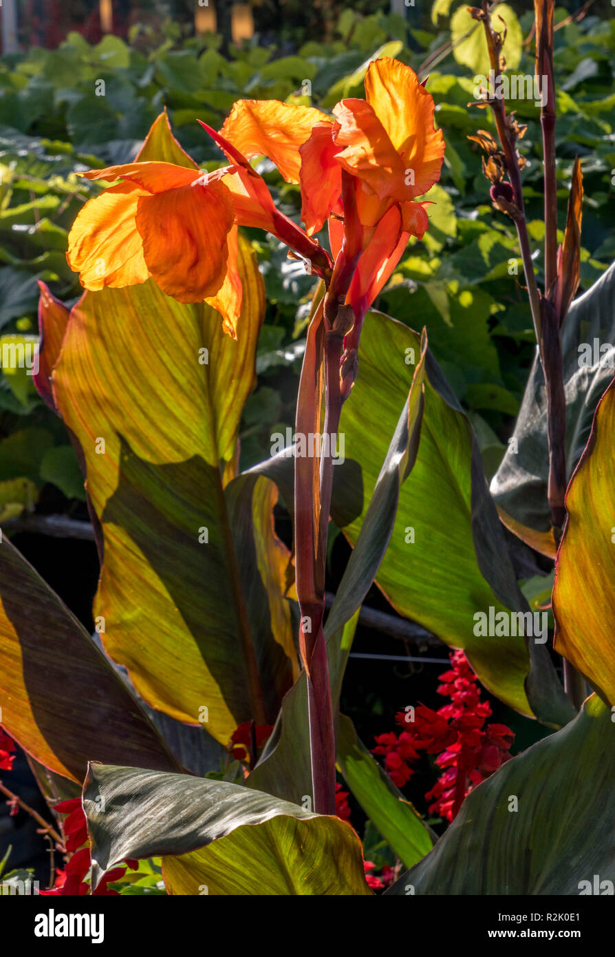 Indian shot (Canna indica) in the gardens of Trauttmansdorff Castle, Meran, South Tyrol, Italy, Europe Stock Photo
