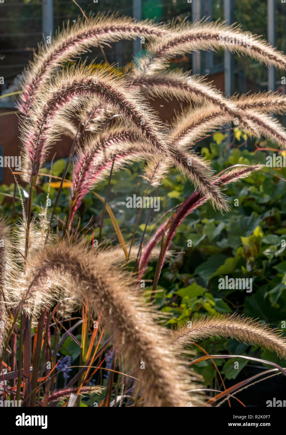 Crimson fountaingrass (Pennisetum setaceum) in the gardens of Trauttmansdorff Castle, Meran, South Tyrol, Italy, Europe Stock Photo