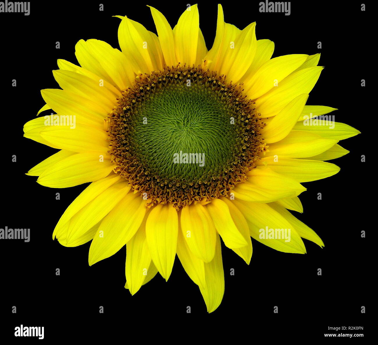 exempted sunflower Stock Photo