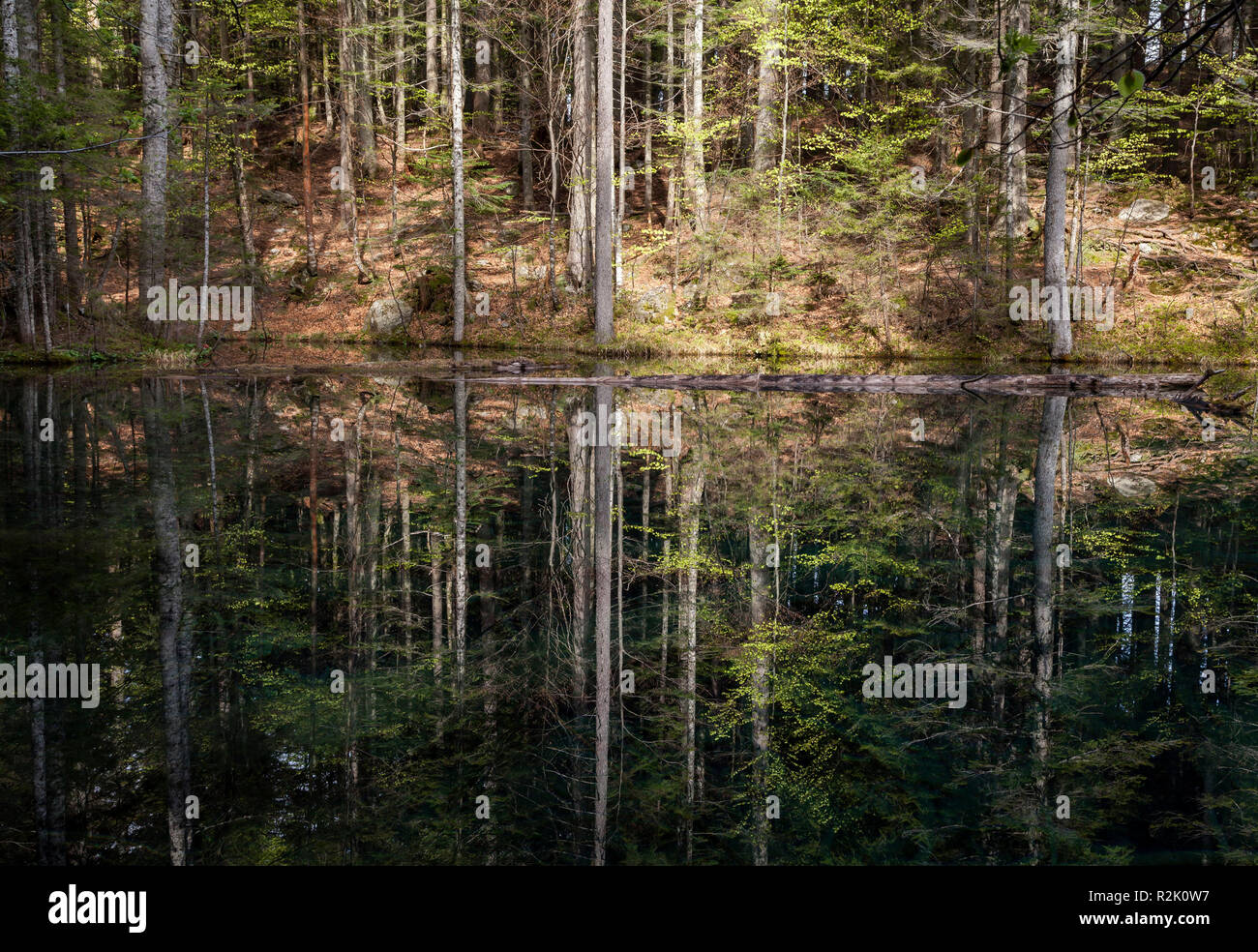 Small forest lake in Carinthia Stock Photo