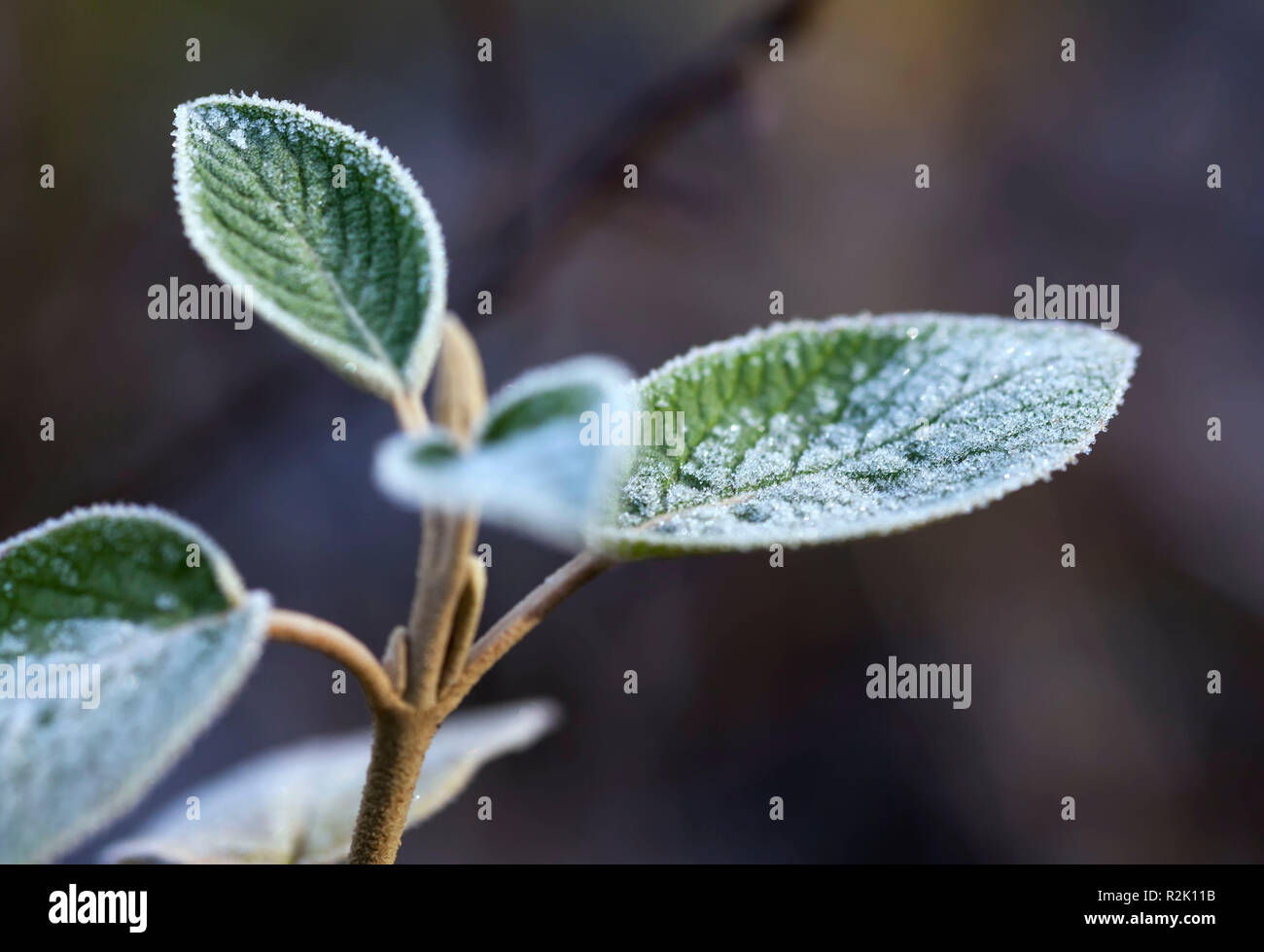 Close up leaf hi-res stock photography and images - Alamy