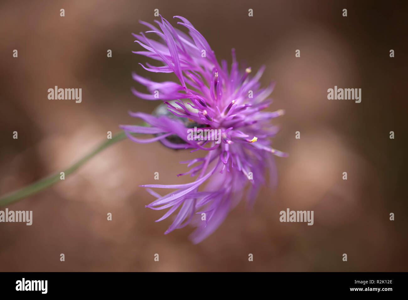 Knapweed up close hi-res stock photography and images - Alamy