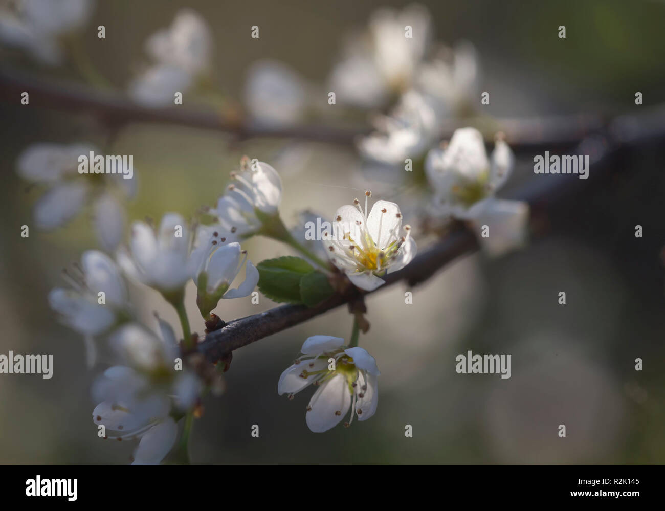 Sloes close up hi-res stock photography and images - Alamy