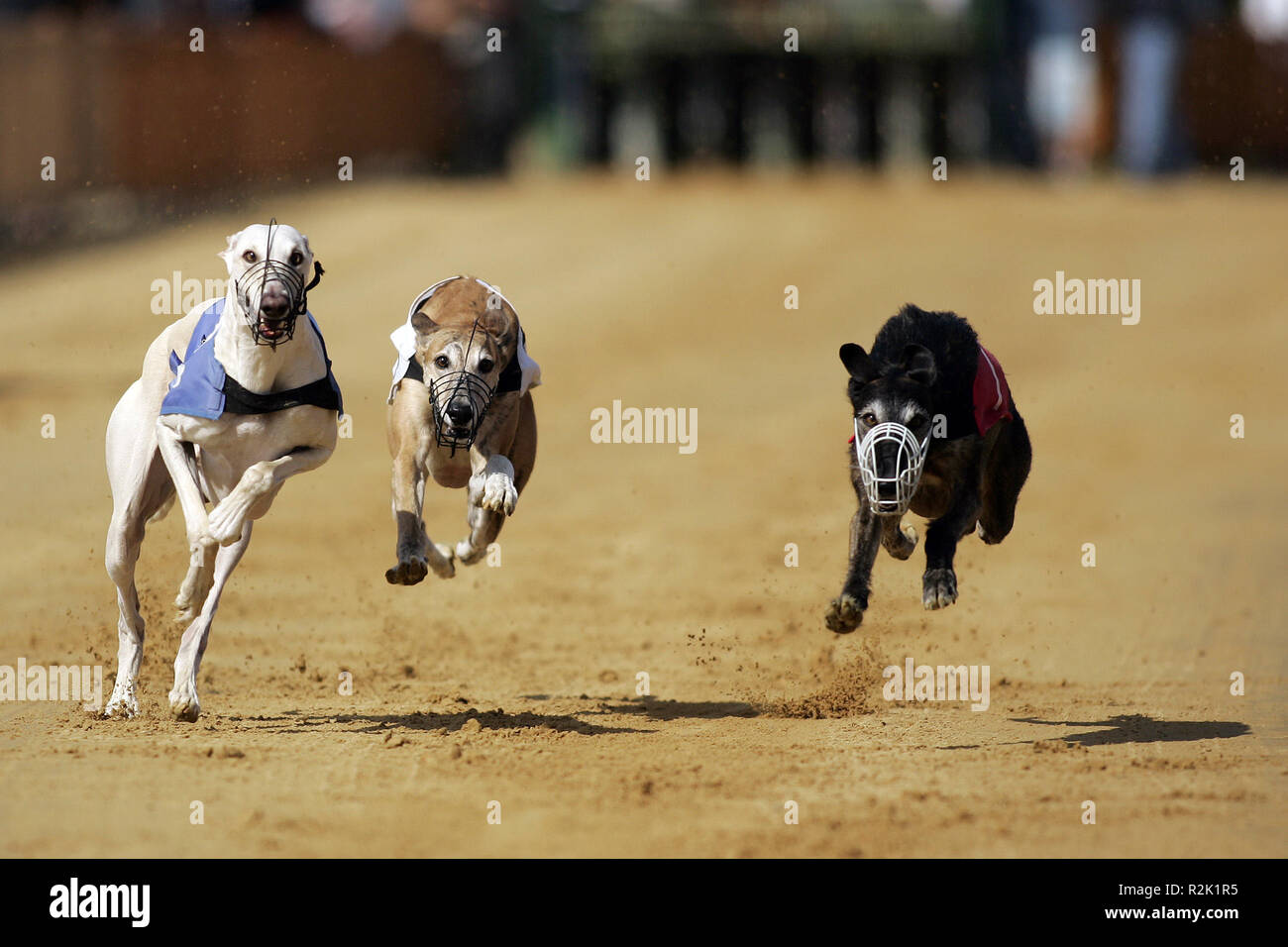 magyar agar greyhounds Stock Photo