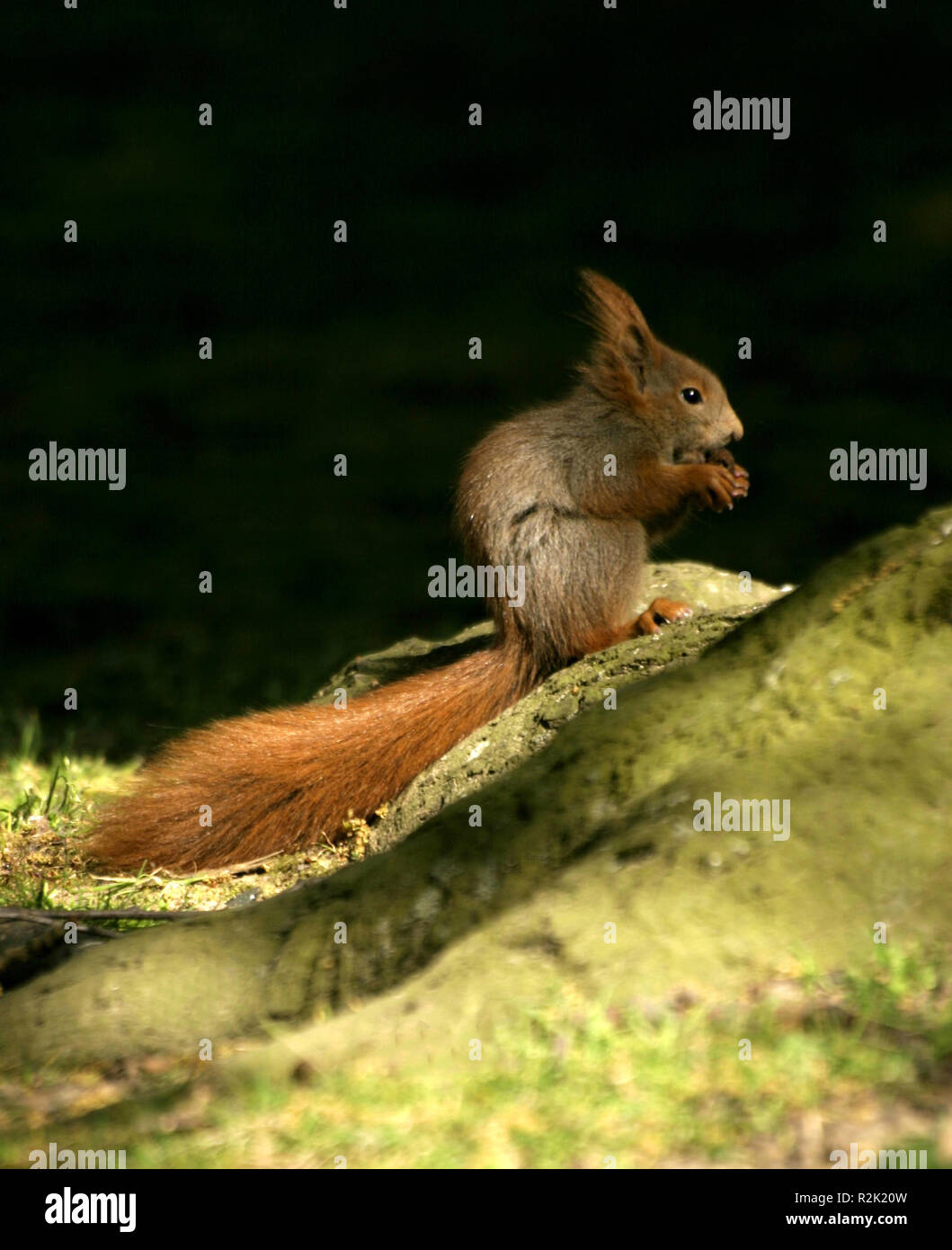 europ. squirrel,sciurus vulgaris Stock Photo