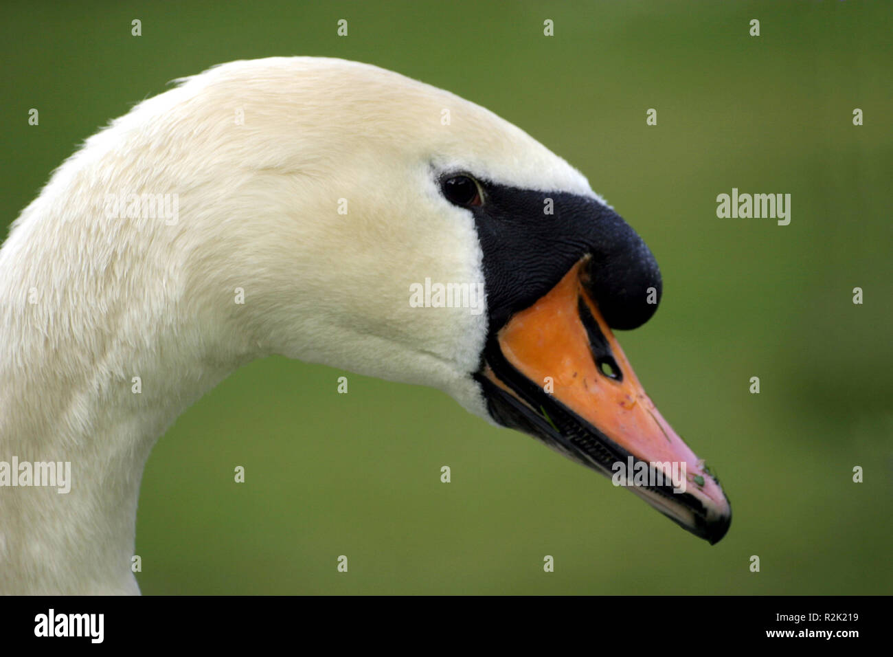 mute swan,cygnus olor Stock Photo