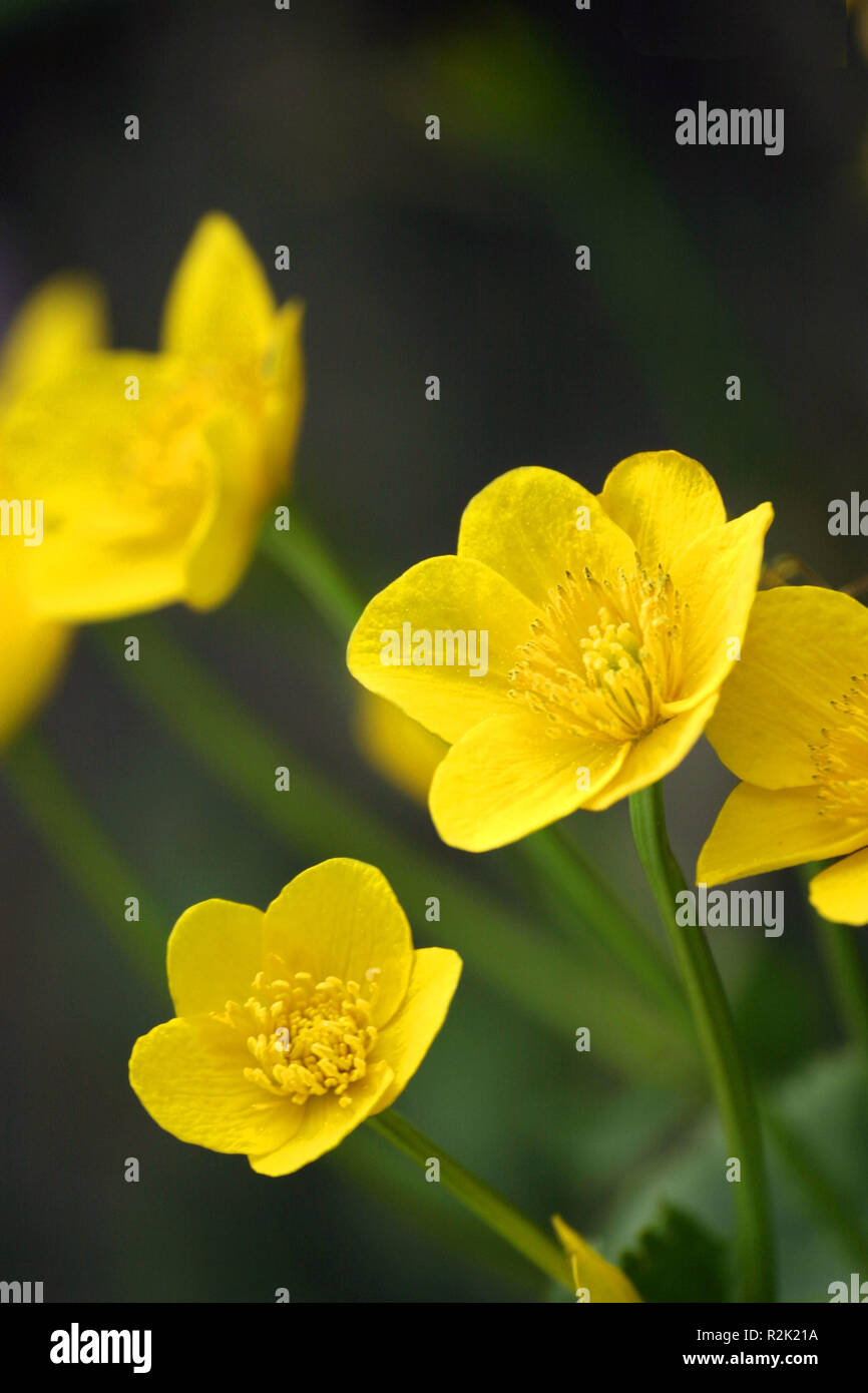 Â marigold,caltha palustris Stock Photo