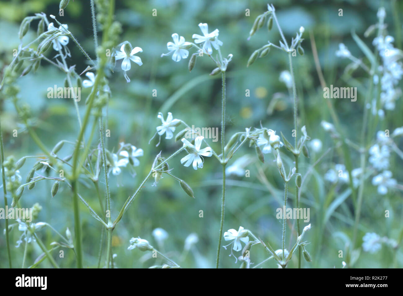 Flowers, forked catchfly, Silene dichotoma, Stock Photo