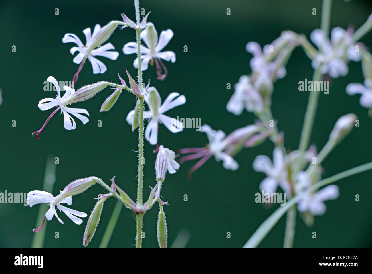 Flowers, forked catchfly, Silene dichotoma, Stock Photo