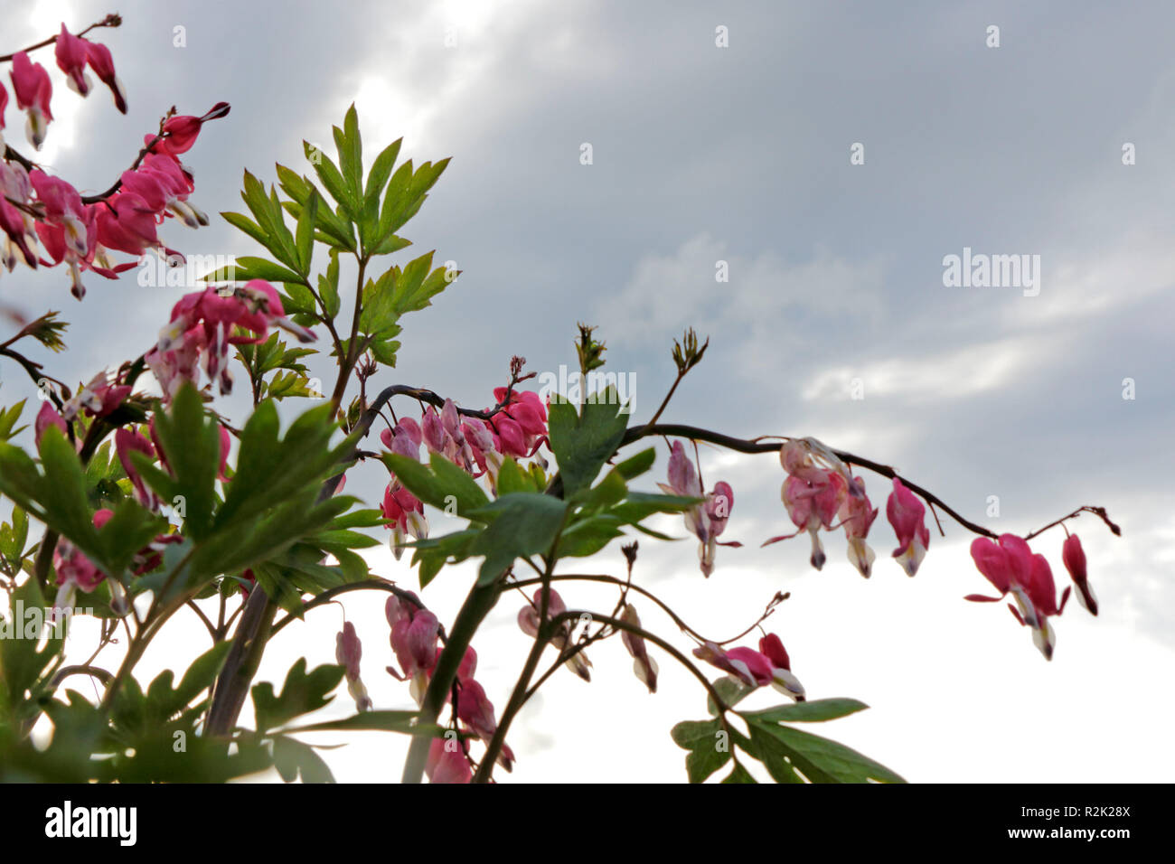 Bleeding heart in front of rain clouds Stock Photo