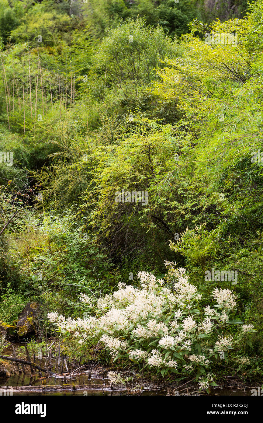the Kading forest Stock Photo Alamy