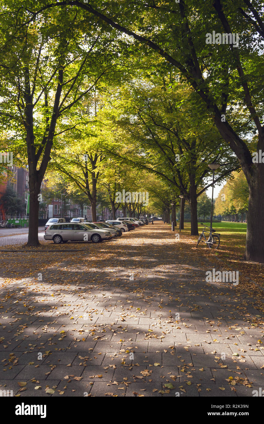alley with fallen autumn leaves on pavement in Rotterdam Stock Photo ...