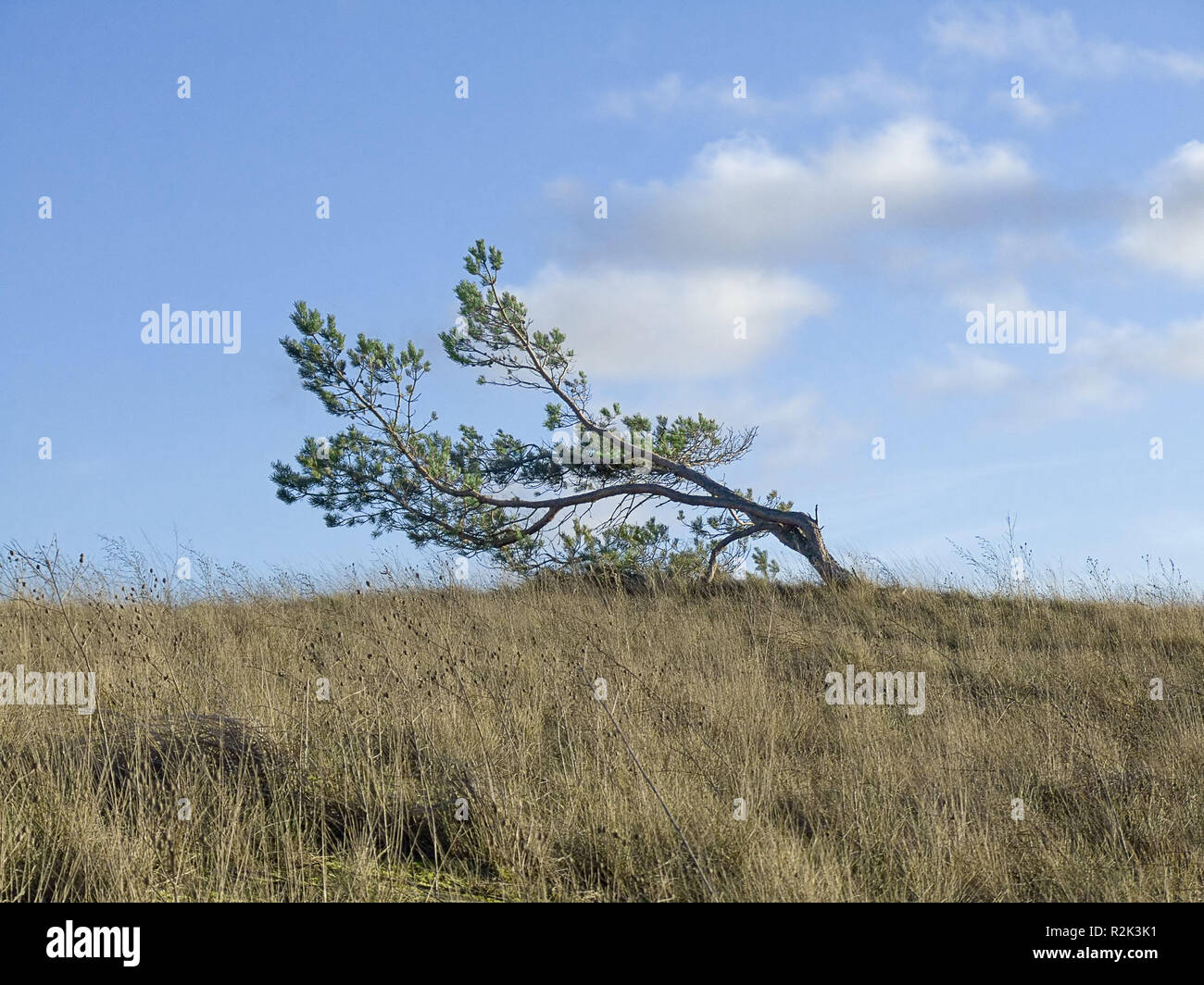 Nature, landscape, tree, single, solitary tree, sloping, windswept, Stock Photo