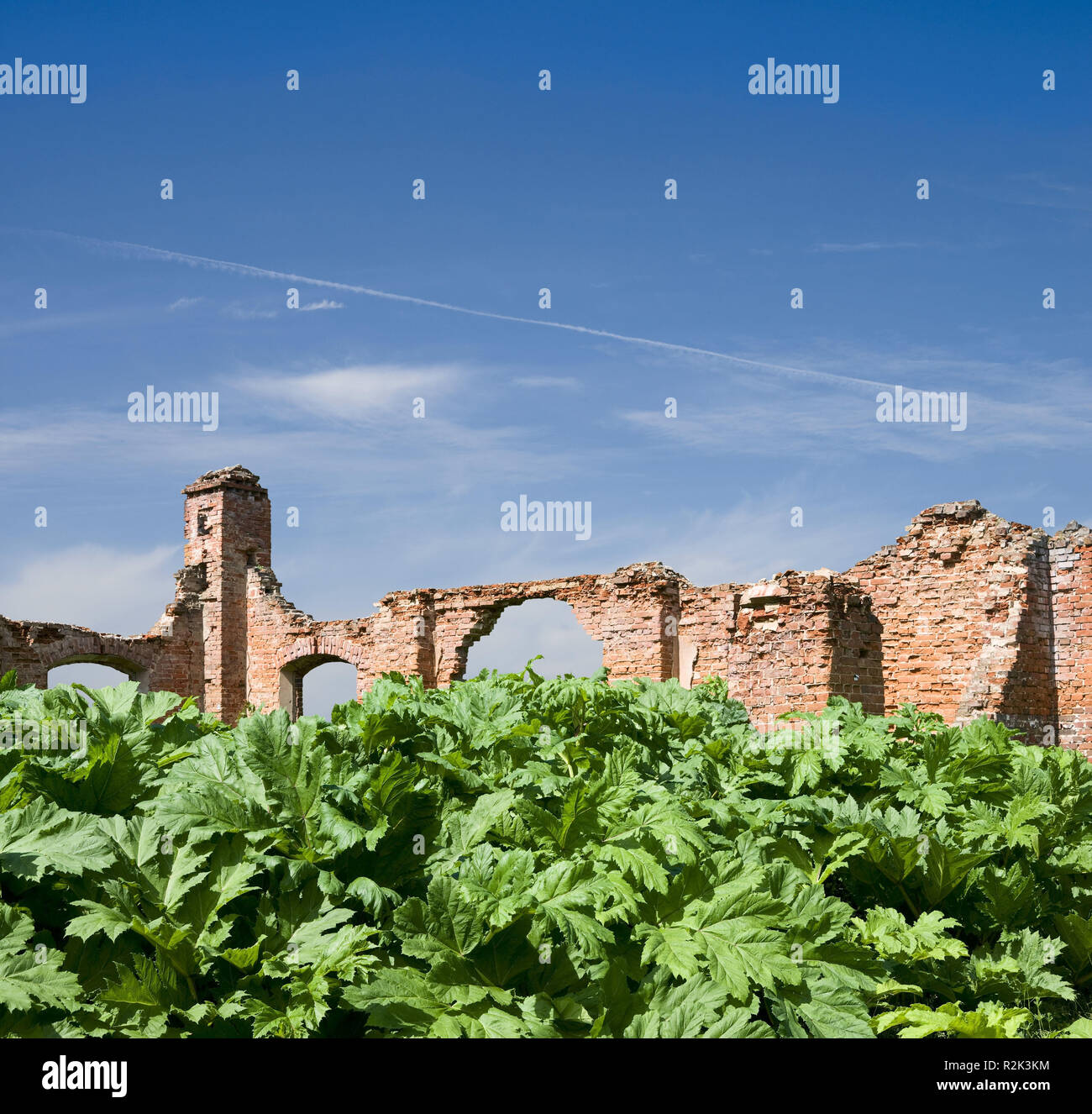 Lithuania, leaves in front of a ruin, Composing, Stock Photo