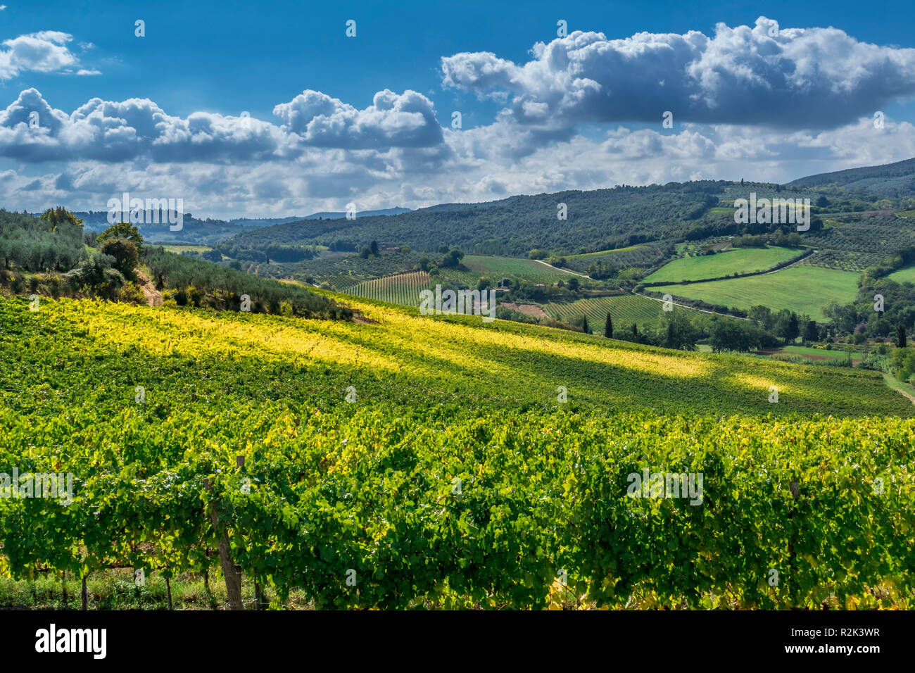 Landscape and Vineyards in Tuscany, Italy Stock Photo