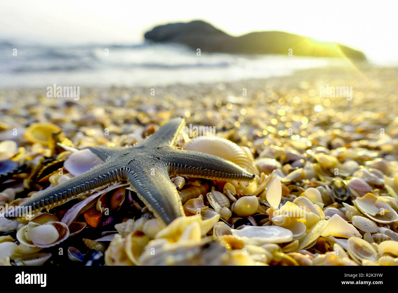 Shells and starfish on the beach Stock Photo