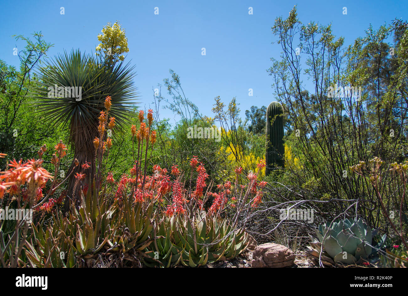 Spring in the desert, Phoenix, Arizona Stock Photo - Alamy