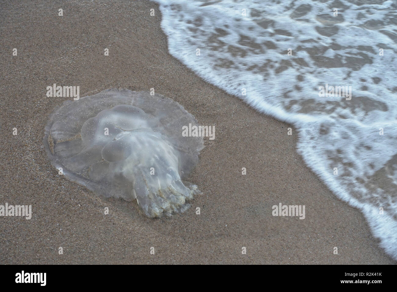 Jellyfish on sandy beach Stock Photo
