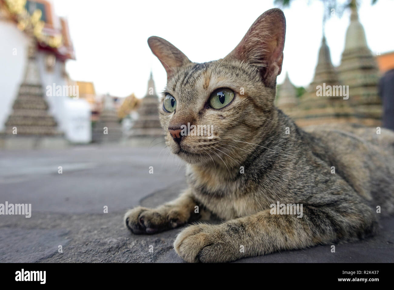 Cat at wat Po Temple, Thailand Stock Photo