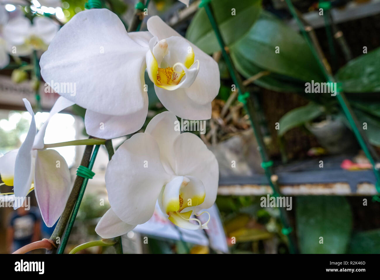 Beautiful Orchids Stock Photo