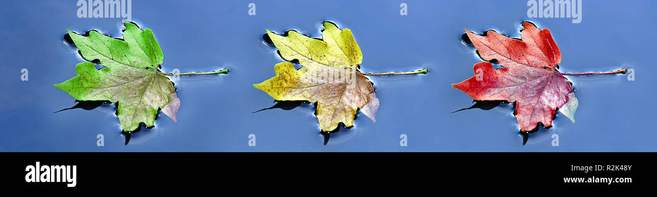 autumn leaves 2 Stock Photo - Alamy