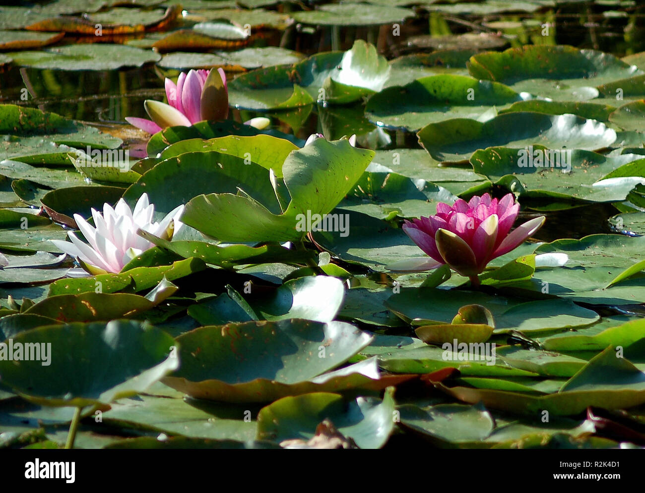 Rose water lilies hi-res stock photography and images - Alamy