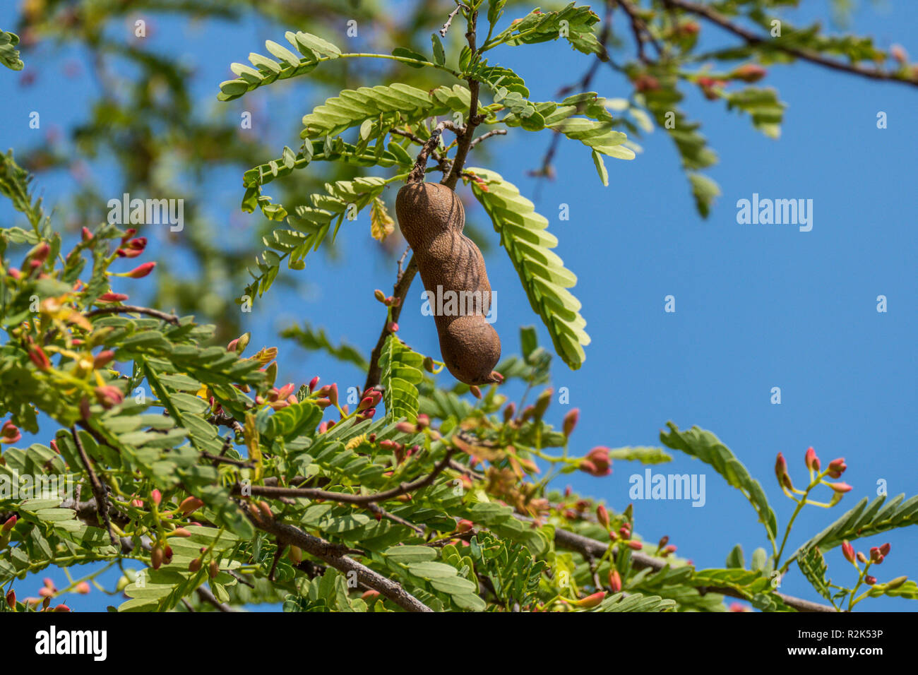 The Tamarind Tree High Resolution Stock Photography And Images Alamy The Tamarind Tree High Resolution Stock Photography And Images Alamy