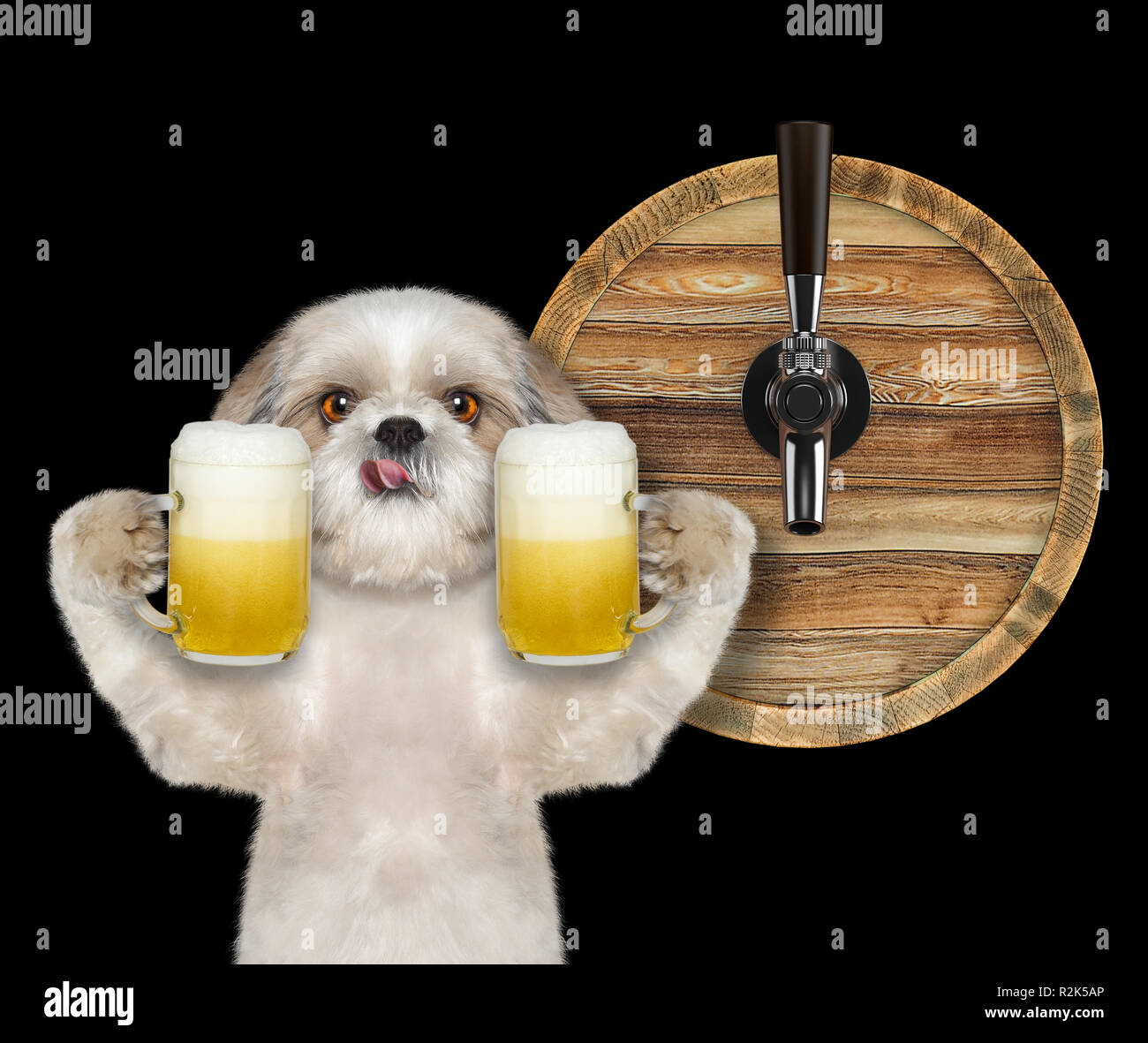 Cute shitzu dog with a glass of beer and barrel. isolated on black Stock Photo