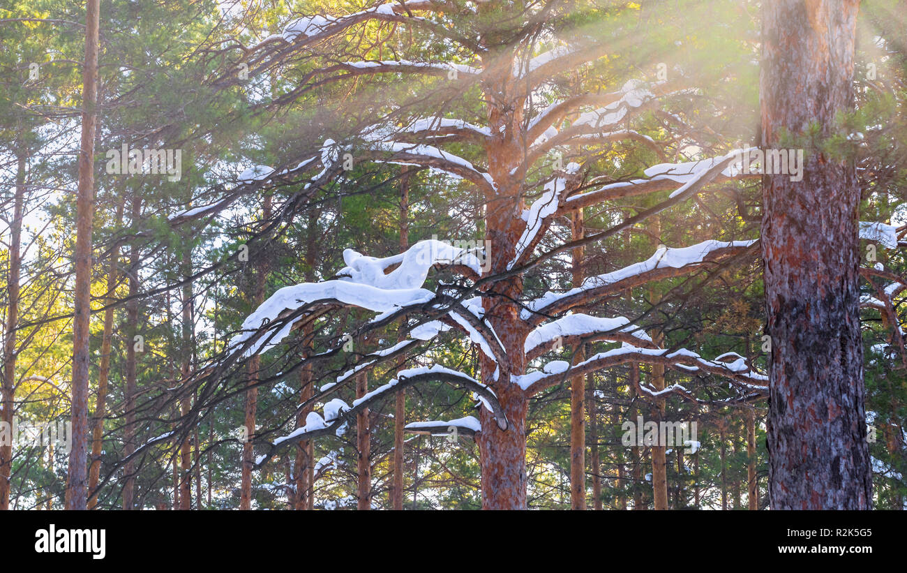 Winter Forest With Sunbeams Through The Pine Tree Snowy Brunches Stock Photo