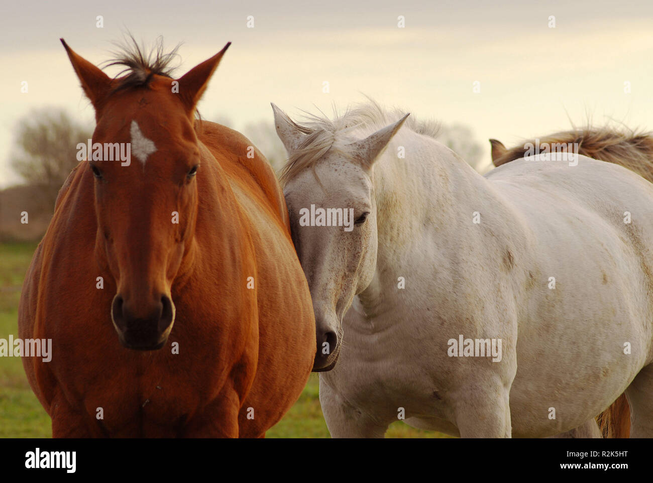 gentle touch Stock Photo