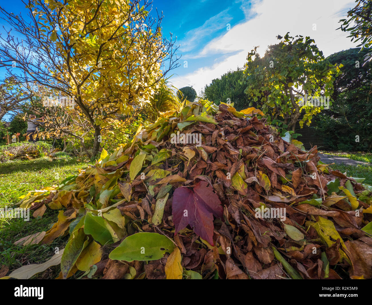 Large piles of leaves in the garden Stock Photo