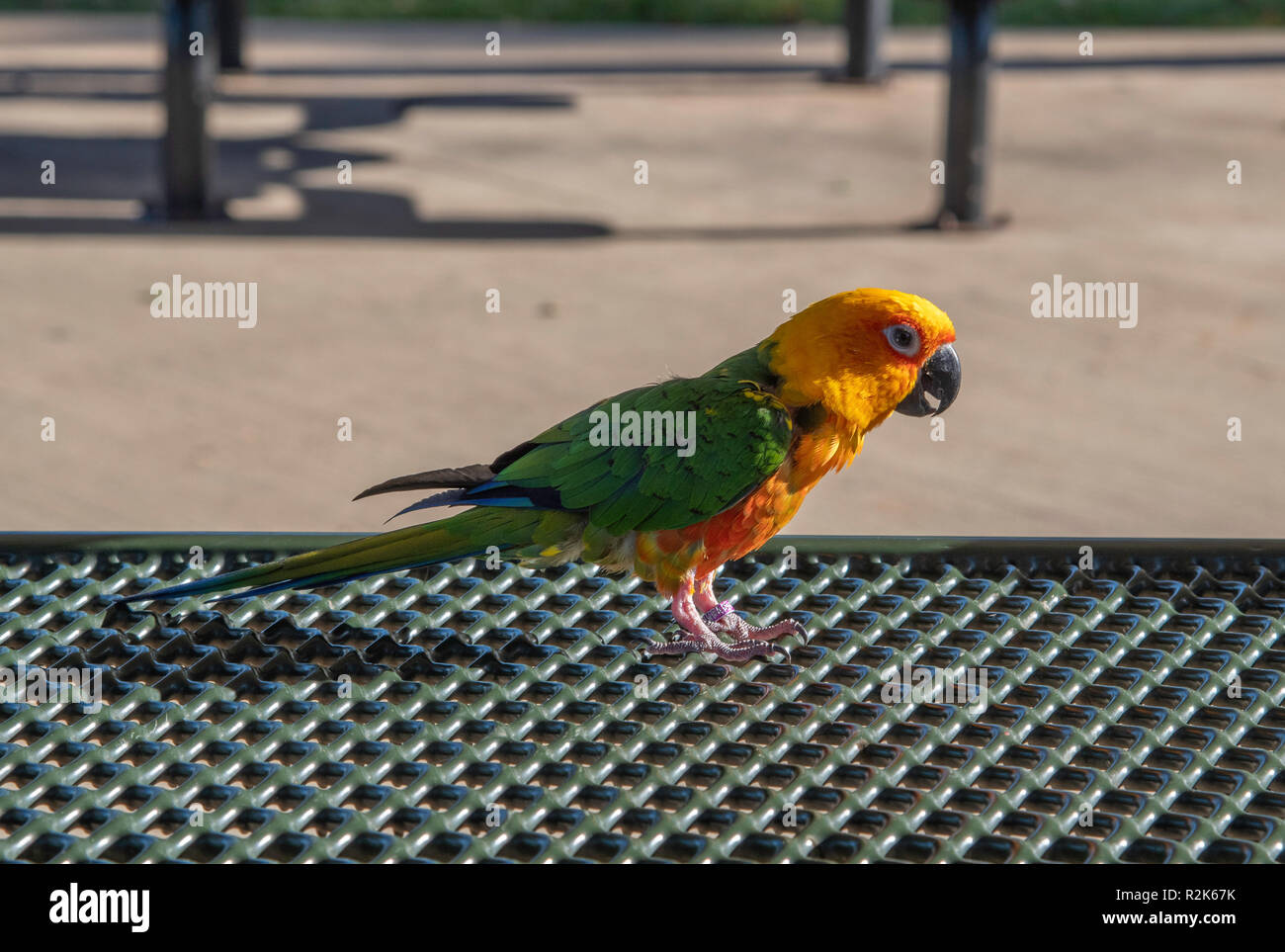 A Jenday Conure, Aratinga jandaya, a type of small parrot, stands on a metal surface in the evening light. Stock Photo