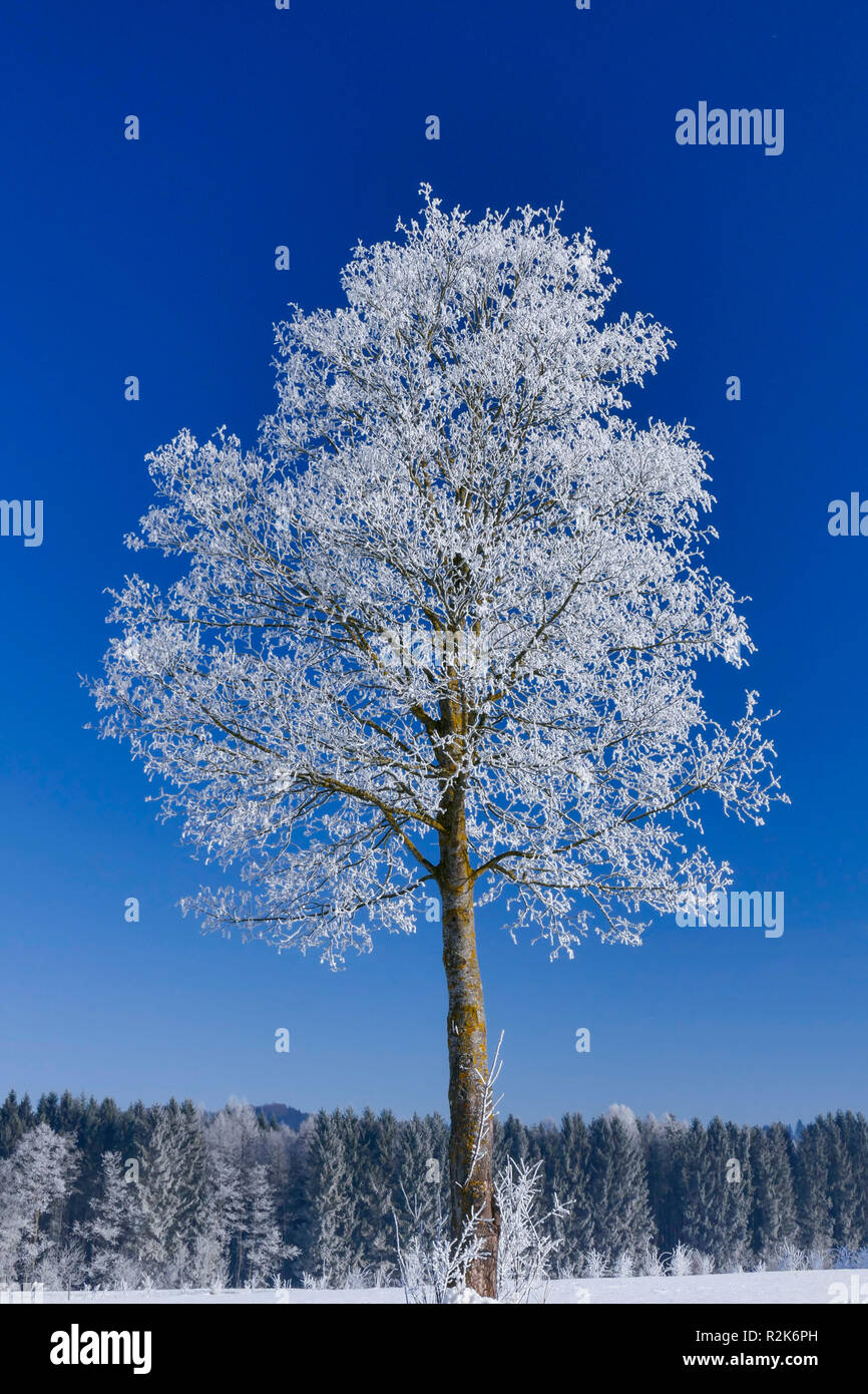 Hoarfrost on trees Stock Photo
