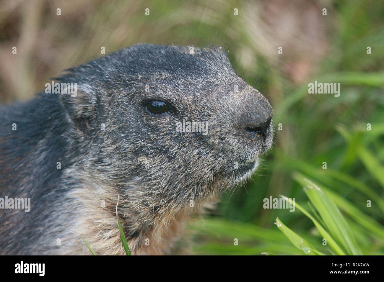 and another marmot Stock Photo